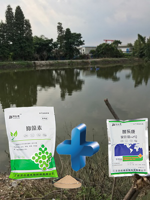 蓝藻爆发危害大,贝仕德帮您来控藻
