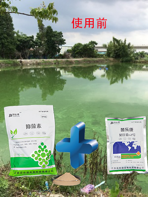 蓝藻爆发危害大,贝仕德帮您来控藻